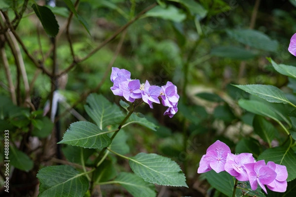 Obraz EOSRP.広島市内、平たいアジサイ。