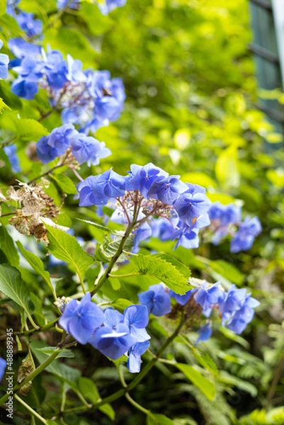 Obraz EOSRP.広島市内、日差しとボケみアジサイ。