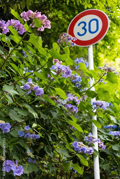 Obraz EOSRP.広島市内、アジサイ30