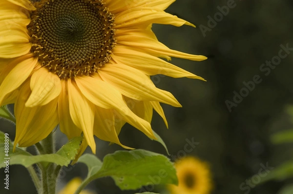 Obraz sunflower