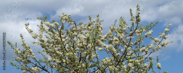 Fototapeta Blossoming tree - Spring 1