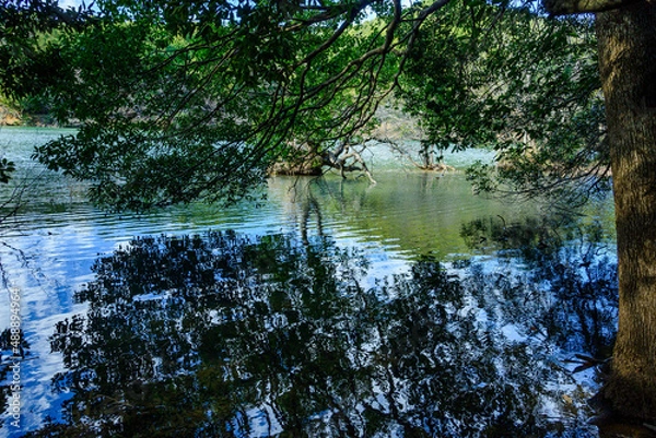 Obraz 水面に映り込む樹木