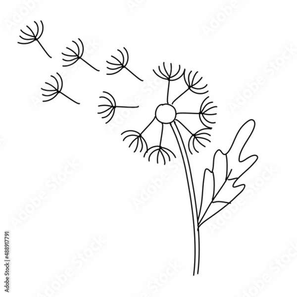 Obraz Dandelion on white background. Botany vector illustration