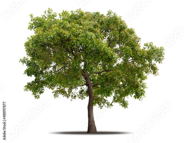 Fototapeta Tree isolated on white background realistic with shadow in high quality clipping mask, tropical tree used for advertising design and graphic decoration