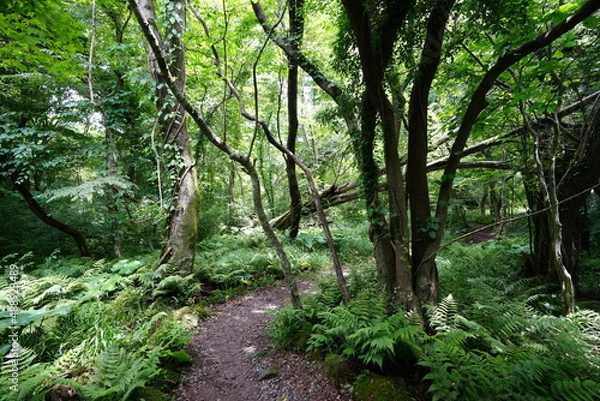 Fototapeta refreshing summer forest in the sunlight