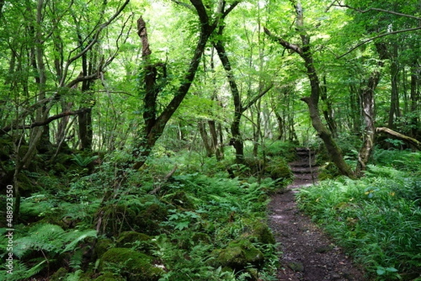 Fototapeta thick wild forest and path in summer