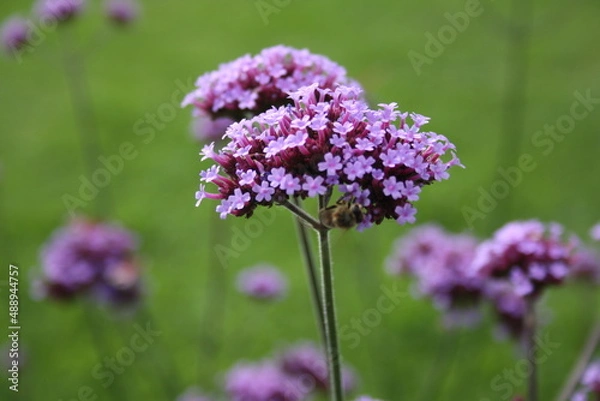 Obraz verbena buenos aires