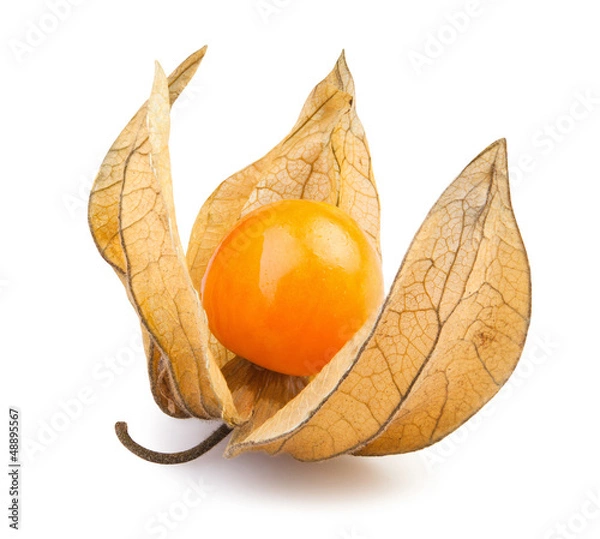 Obraz physalis jeden