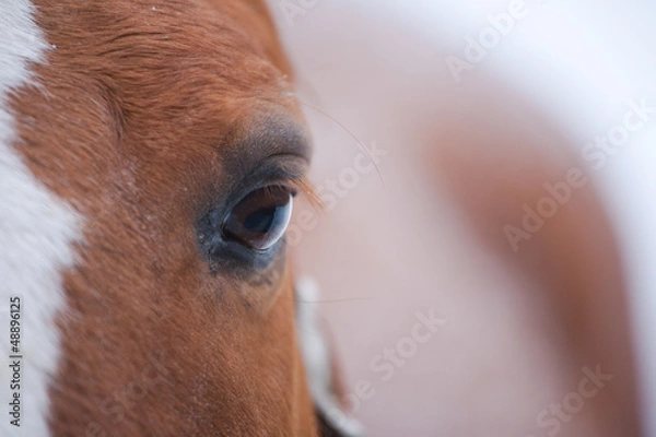 Obraz Horse Eye Closeup