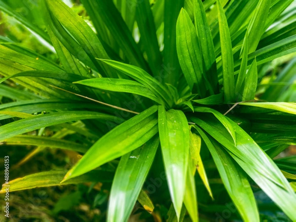 Obraz green leaves background