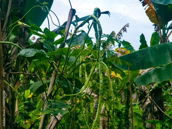 Obraz corn field and sky