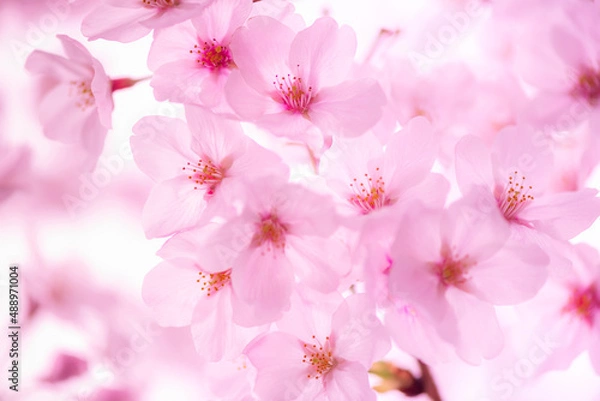 Fototapeta branch of beautiful pink spring Cherry blossom flowers, close up, Japanese Harumeki Sakura