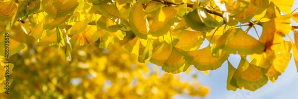 Obraz Yellow Ginkgo biloba tree