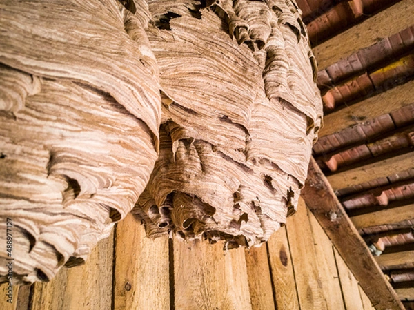 Fototapeta Large hornet's nest in the attic. Two hornet nests with beautiful abstract structure. Großes Hornissennest auf Dachboden. Zwei Hornissenester mit schöner abstrakter Struktur. 