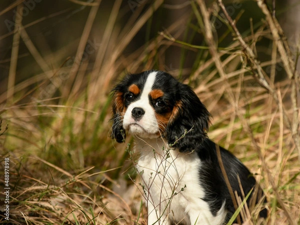Fototapeta Chien cavalier king charles pour un shooting