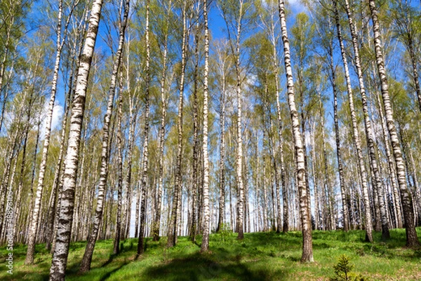 Obraz Wiosna w brzozowym zagajniku, Podlasie, Polska