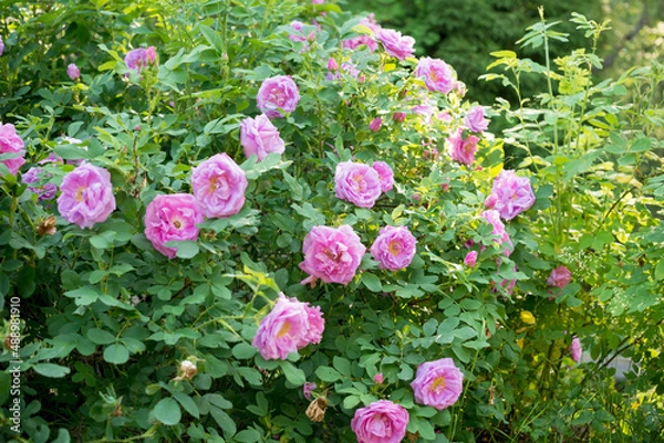 Fototapeta Round circle bush of wild pink rose in the garden in sunny summer day - a lots of flowers 