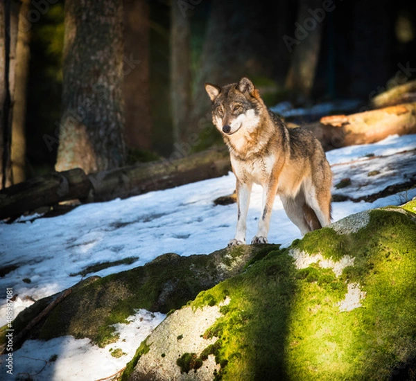Fototapeta Smart looking standing Euroasian or Grey wolf (Canis Lupus Lupus) watches over other members of his pack from a small rock in Sumava mountain range during winter.