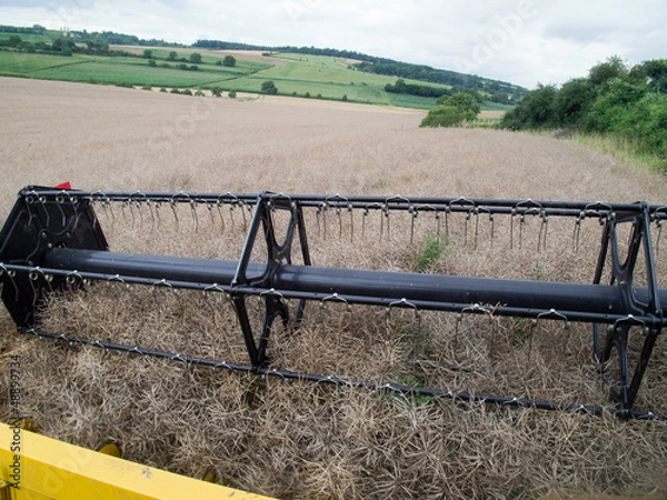 Fototapeta Rapsernte 6