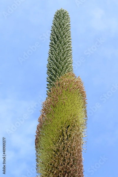 Obraz agave titanota