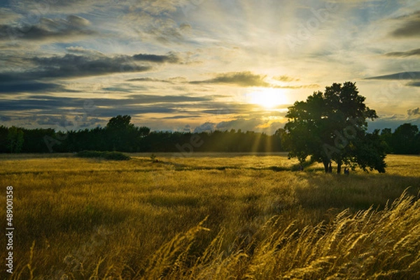 Obraz Cornfield on a summer day