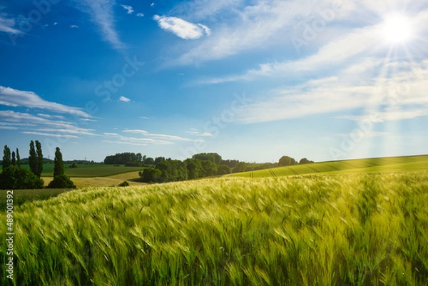 Obraz Cornfield on a summer day