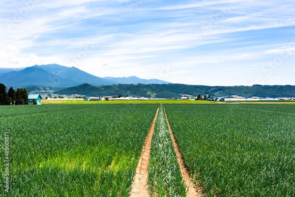 Obraz 7月、北海道富良野のタマネギ畑・日本
