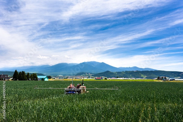 Obraz 7月、北海道富良野のタマネギ畑・日本