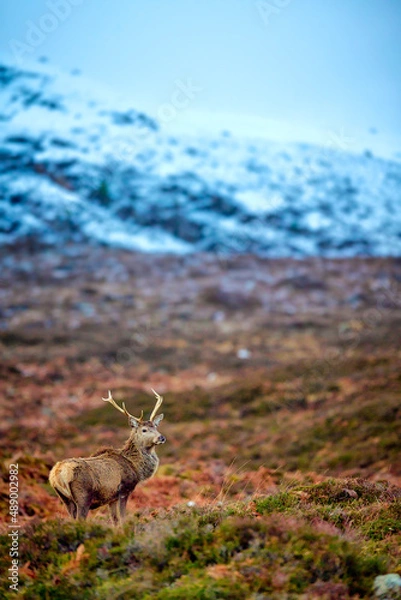 Obraz deer in the woods