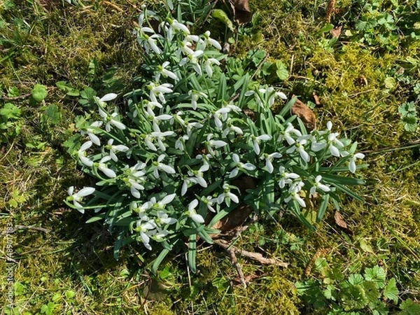 Fototapeta Schneeglöckchen 