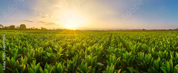 Obraz Landscape Panoramic view of Tobacco fields at sunset in countryside of Thailand, crops in agriculture, panorama