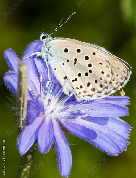 Obraz Phengaris ( Maculinea ) alcon macro photo / alcon blue butterfly