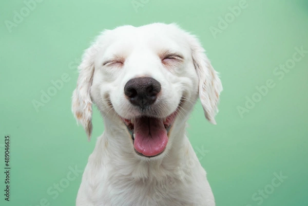 Obraz Happy smiling puppy dog expression, Isolated on green background