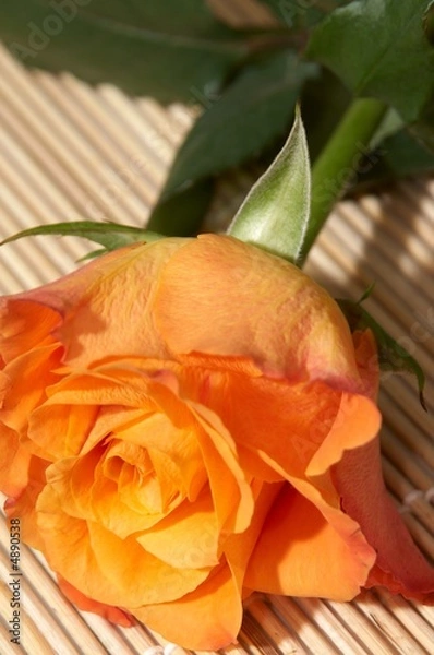 Obraz orange rose