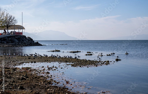 Obraz seagulls and lake view.