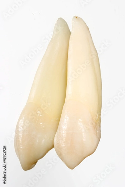 Obraz Extracted tooth