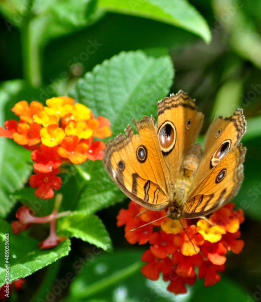 Obraz Butterfly on flower