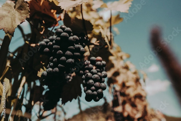 Obraz Rote Weinreben an der Mosel bei Cochem
