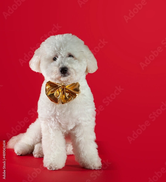 Fototapeta toy bichon