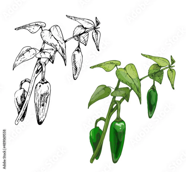 Obraz Branch of chilli with leaf and pepper. Vintage vector hatching