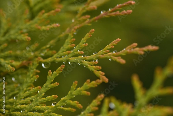 Obraz Krople na gałązce