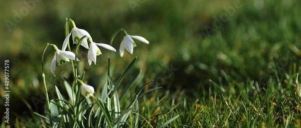 Obraz przeebiśniegi