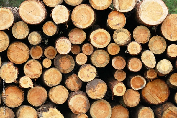 Fototapeta logging in the forest	