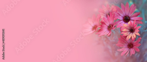 Fototapeta stokrotka afrykańska na różowym tle