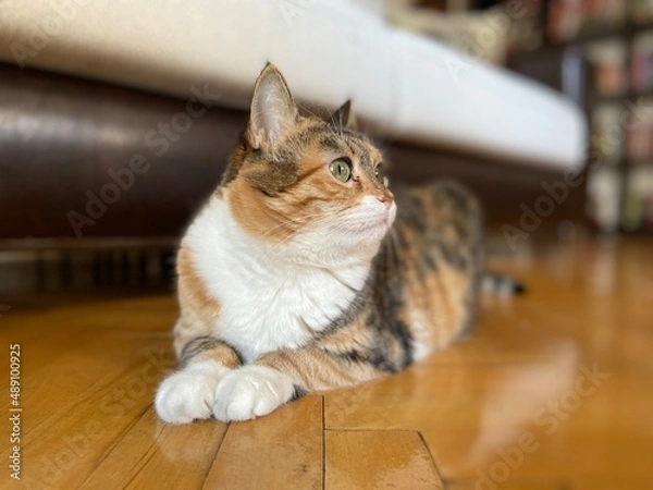 Obraz sphynx cat. cat in the home