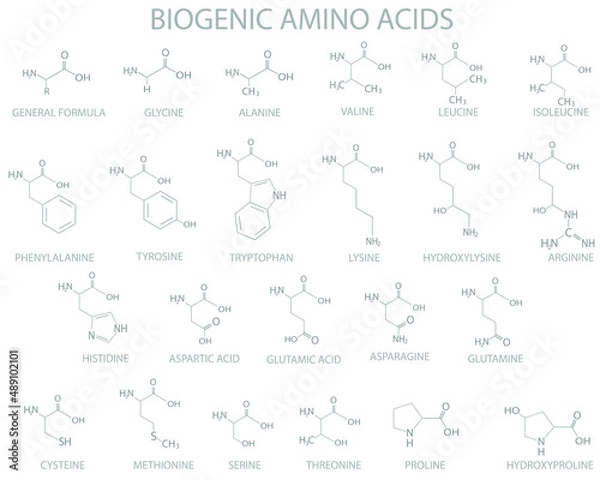 Fototapeta  Biogenic amino acids molecular skeletal chemical formula.	
