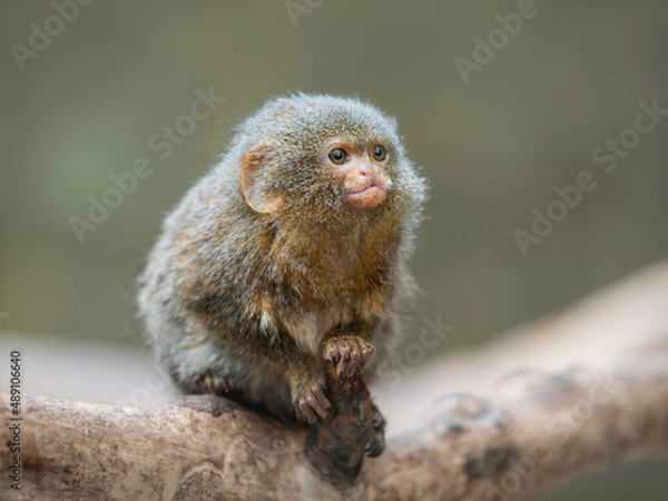 Fototapeta Fluffy pygmy marmoset is perching on tree branch. Portrait of one of world's smallest monkey.