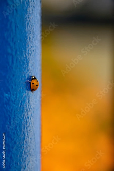 Obraz Lady Bug