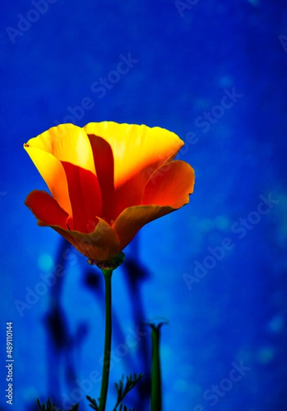 Obraz Golden Poppy