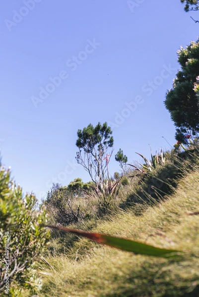 Fototapeta pine tree in the mountains